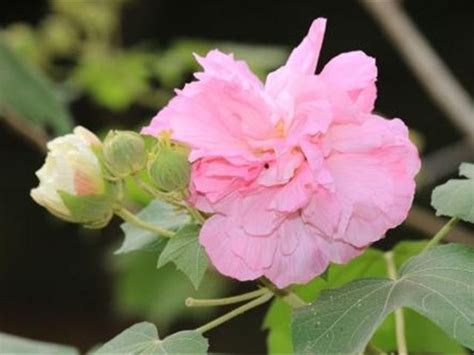 芙蓉樹照顧|如何栽種和養護芙蓉樹